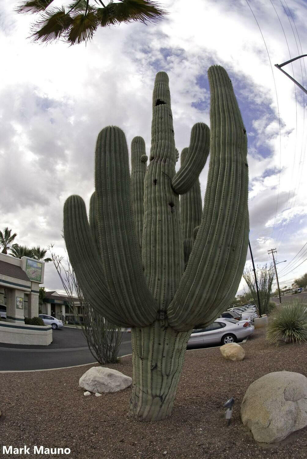 The Saguaro Cactus - Carneigiea gigantea | Rare Plant Seeds