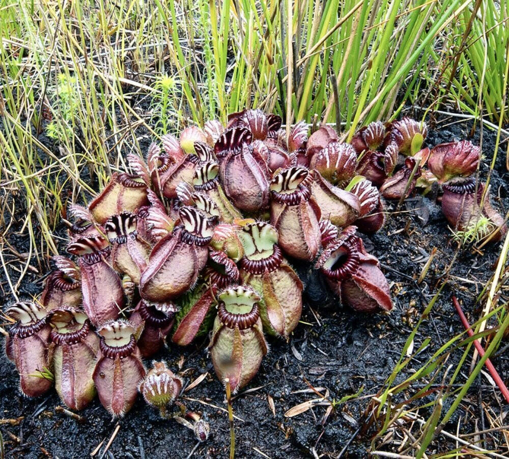 Albany Pitcher Plant - Cephalotus follicularis | Rare Plant