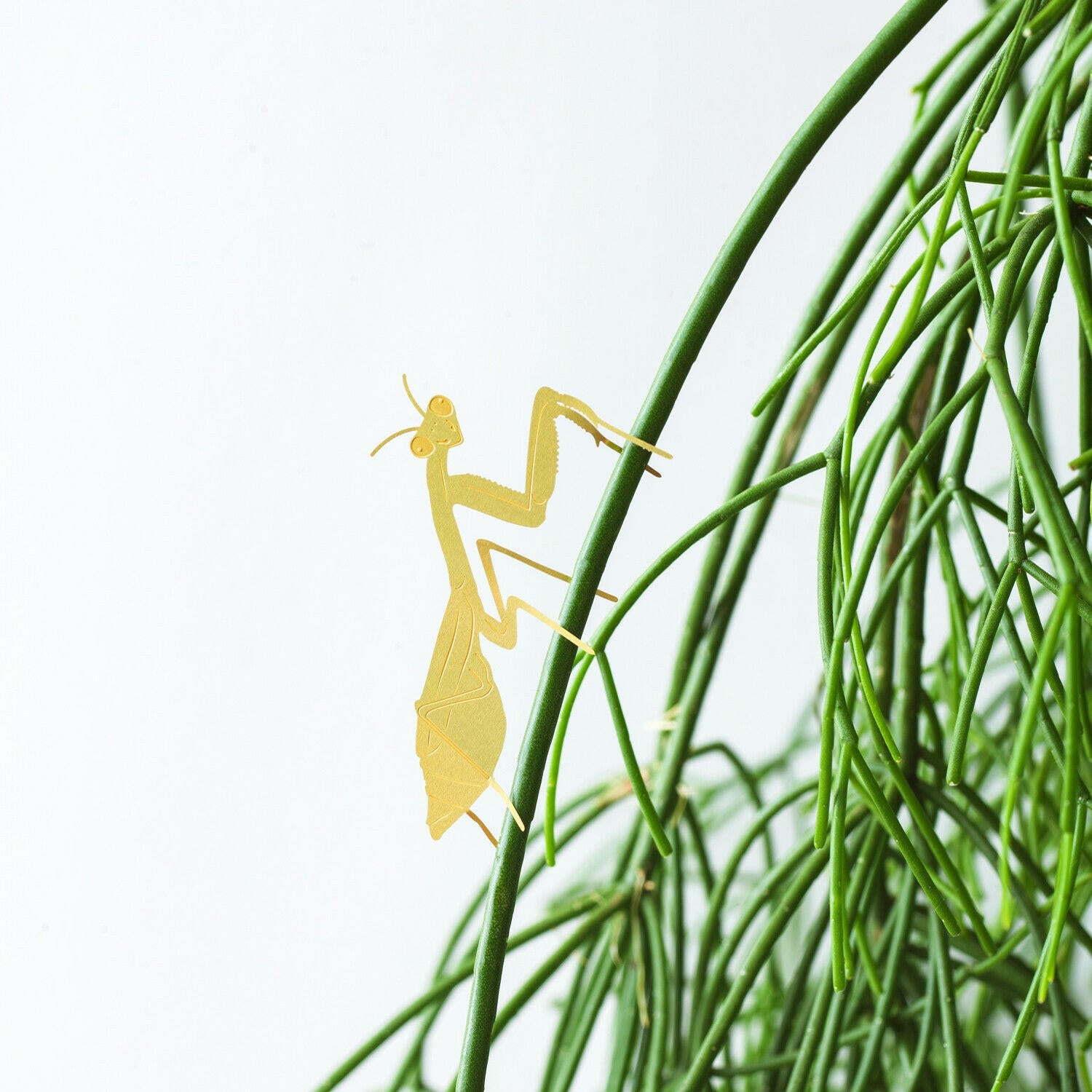 Plant Animal - Praying Mantis – Stargazer Exotics