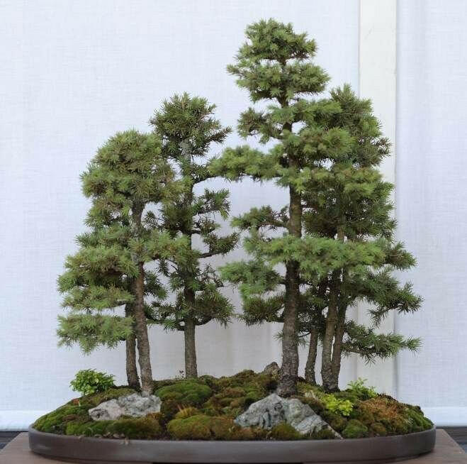 White Spruce Bonsai Tree - Picea glauca | Rare Plant Seeds