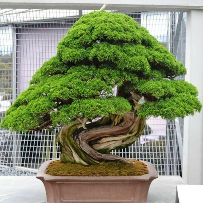 Japanese Cedar Bonsai Tree - Coleus scutellarioides | Rare Plant Seeds