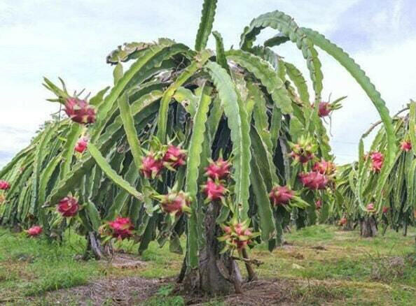 hylocereus cactus Dragon Fruit Cactus - Hylocereus udatus | Rare Plant Seeds
