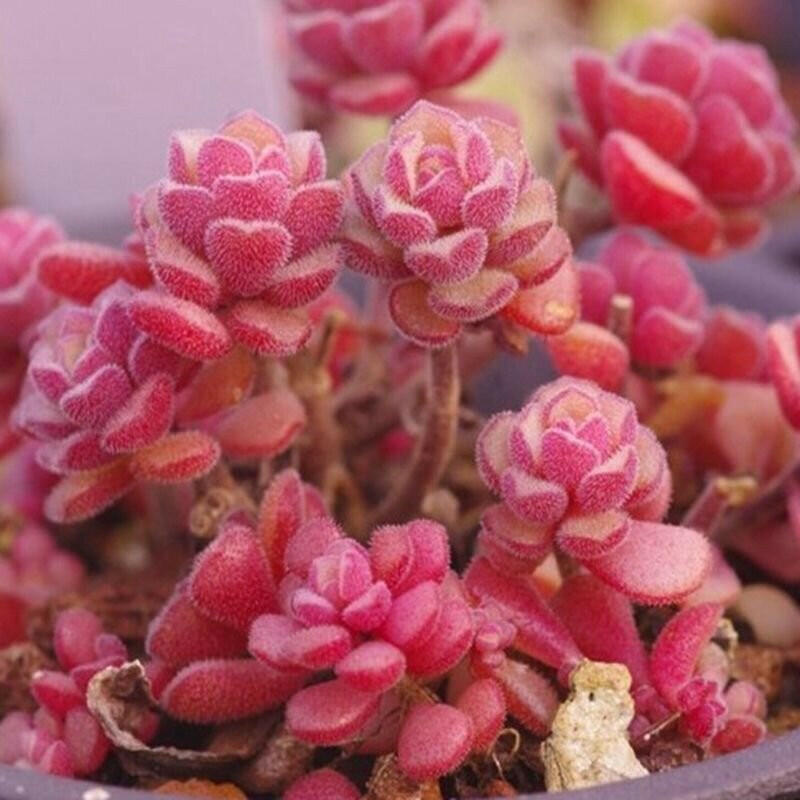 sedum versadense korean succulent Spring Miracle Sedum Stonecrop - Sedum versadense - | Rare Plant Seeds