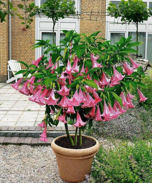 Double Fragrant Pink Angel's Trumpet - Brugmansia suaveolens var