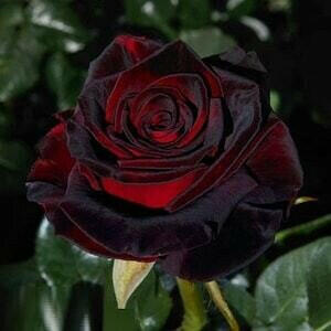 black baccara rose seeds Florist's Tea Rose 'Black Baccara' - Rosa x hybrida | Rare Plant Seeds