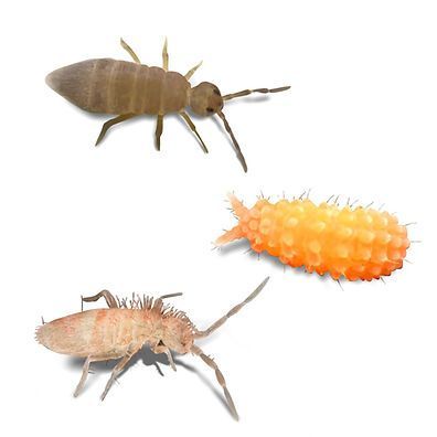 Springtails - Stargazer Exotics - Reptile Store - Canada