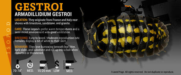 Isopod Labels By Jared Page Species Armadillidium gestroi
