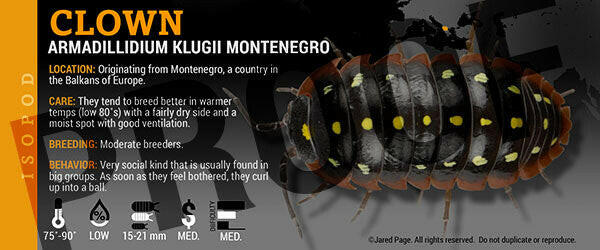 Isopod Labels By Jared Page Species Armadillidium klugii 'Montenegro'