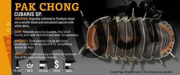 Isopod Labels By Jared Page Species Cubaris sp. 'Pak Chong'