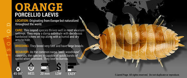 Isopod Labels By Jared Page Species Porcellio laevis 'Orange'