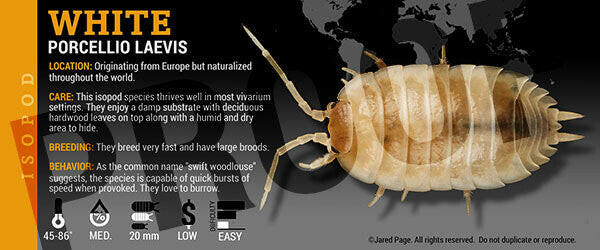 Isopod Labels By Jared Page Species Porcellio laevis 'White'