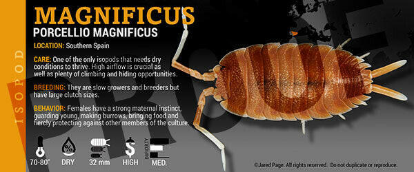 Isopod Labels By Jared Page Species Porcellio magnificus