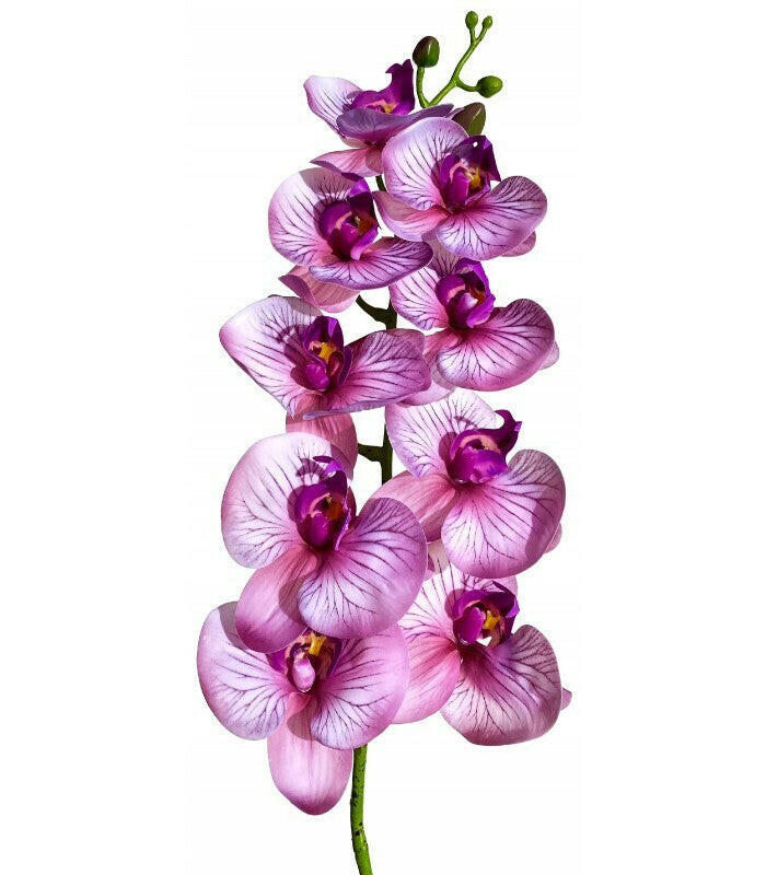 Naturalistic Moth Orchid Color 089