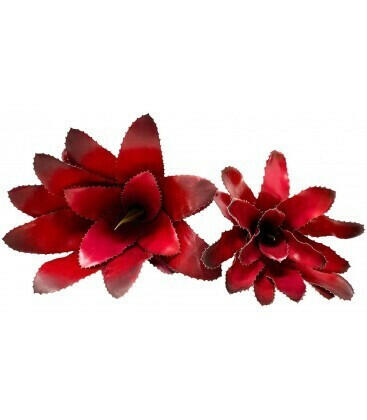 Bromeliad - Fireball Size Small | reptile and terrarium supplies