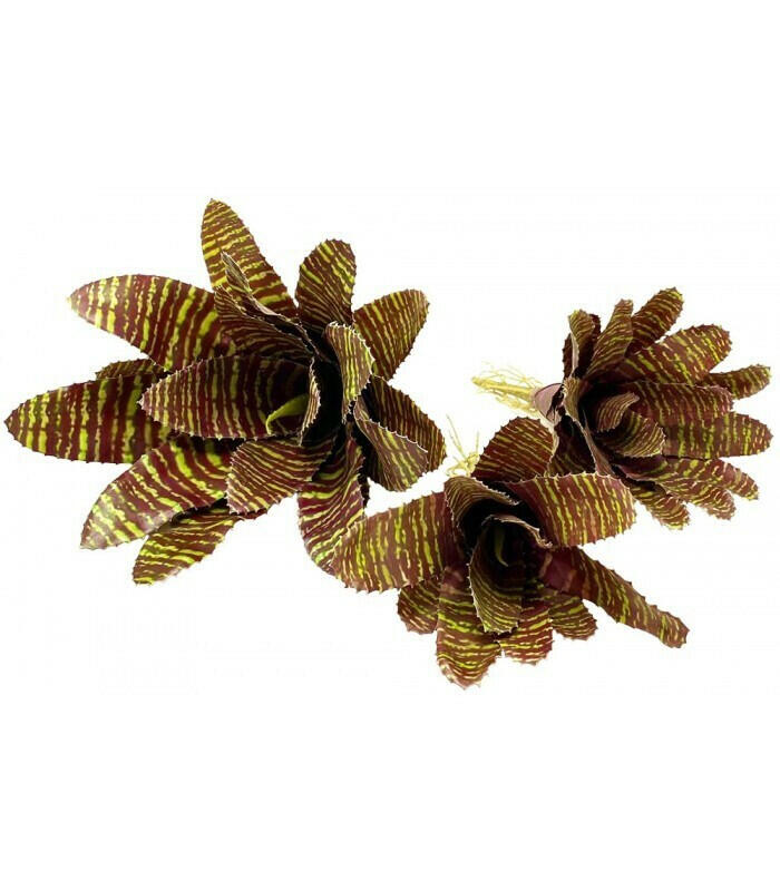 Bromeliad - Red Chestnut Size Small