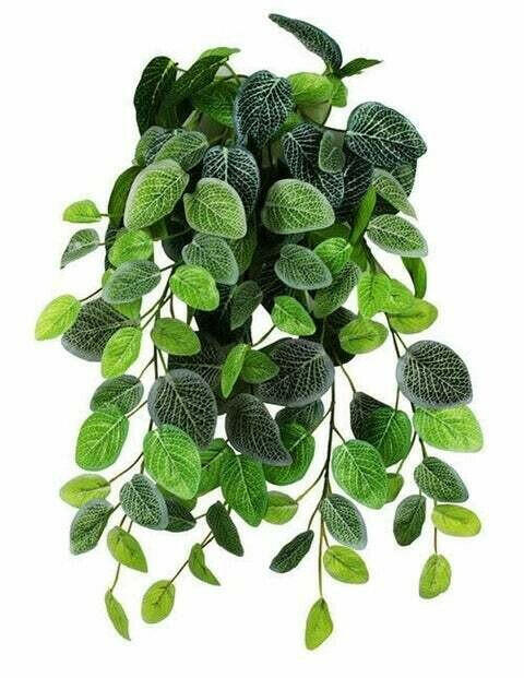 Fittonia Hanging Bush Size 18"