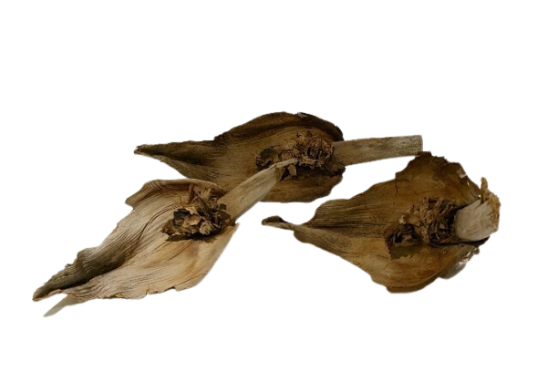 Palm Sorocco | reptile and terrarium supplies