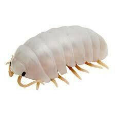 Bandai DangoMushi Pillbugs / Isopods Colour SERIES 08 - ARMADILLIDIUM MANCAE