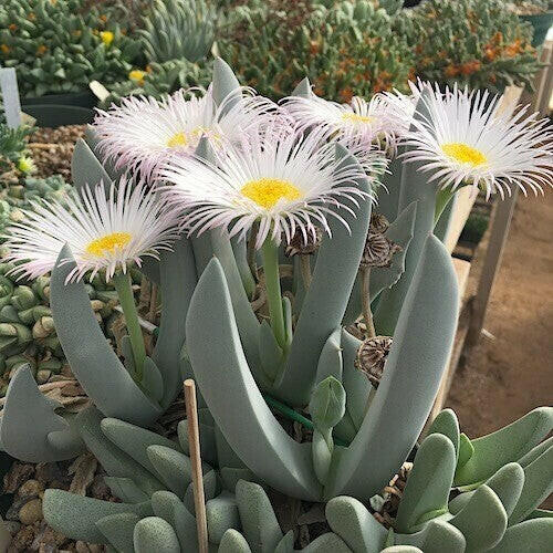 Rabbit Ears Succulent - Cheiridopsis denticulata | Rare Plant Seeds ...