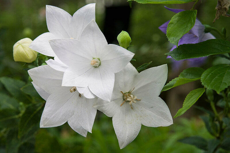 Balloon Flower - Fuji White