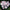 Fuji Pink Balloon Flower