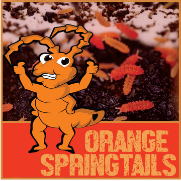 Springtails - Stargazer Exotics - Reptile Store - Canada