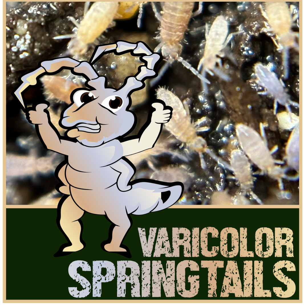 Springtails - Stargazer Exotics - Reptile Store - Canada