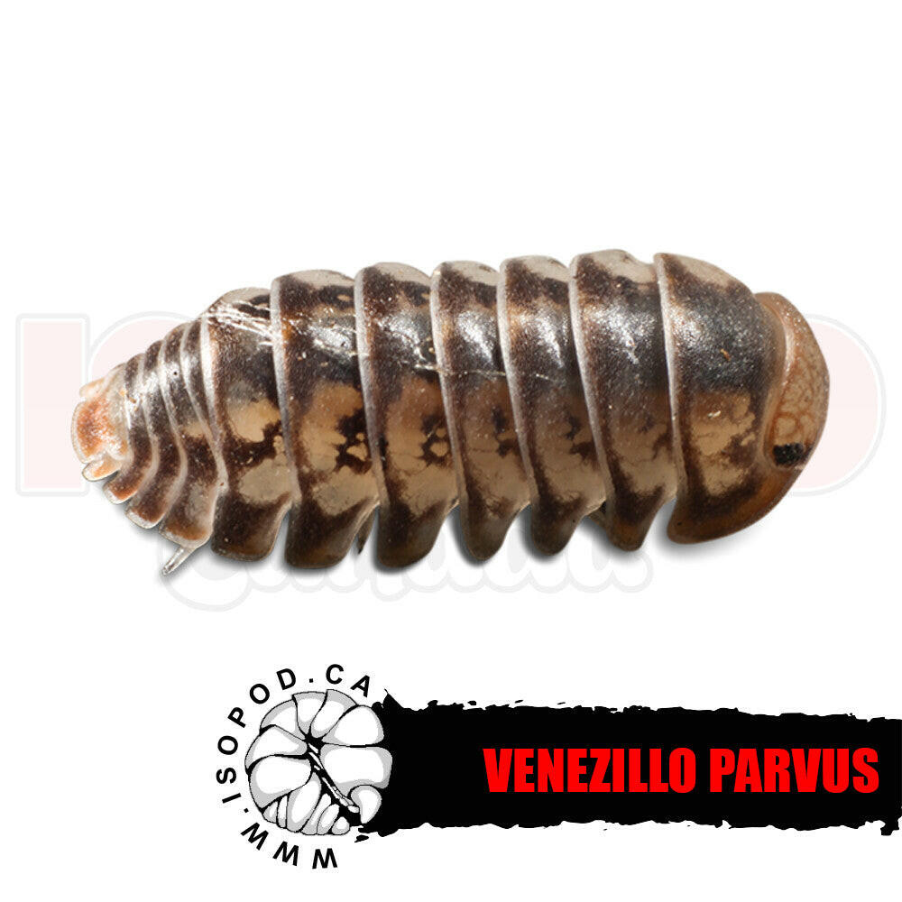 Dwarf Roly Poly(Venezillo parvus) Isopods in Canada – Stargazer Exotics