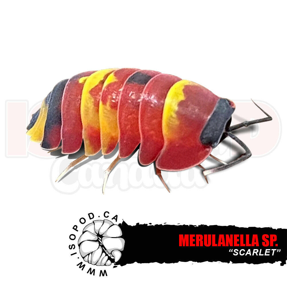 Merulanella sp. “Scarlet” isopods in Canada – Stargazer Exotics