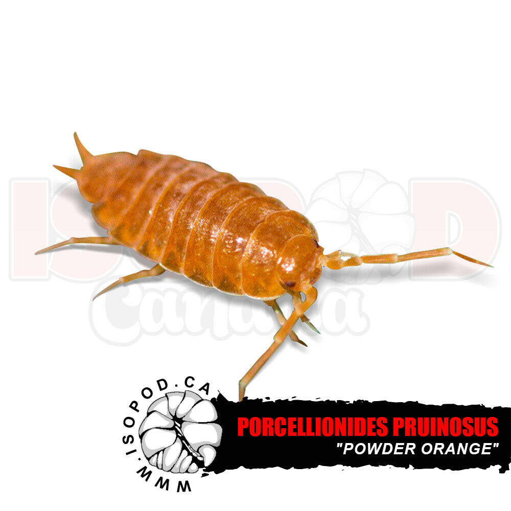 Porcellionides pruinosus “Powder Orange