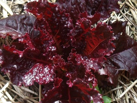 Merlot Purple Lettuce – Stargazer Exotics
