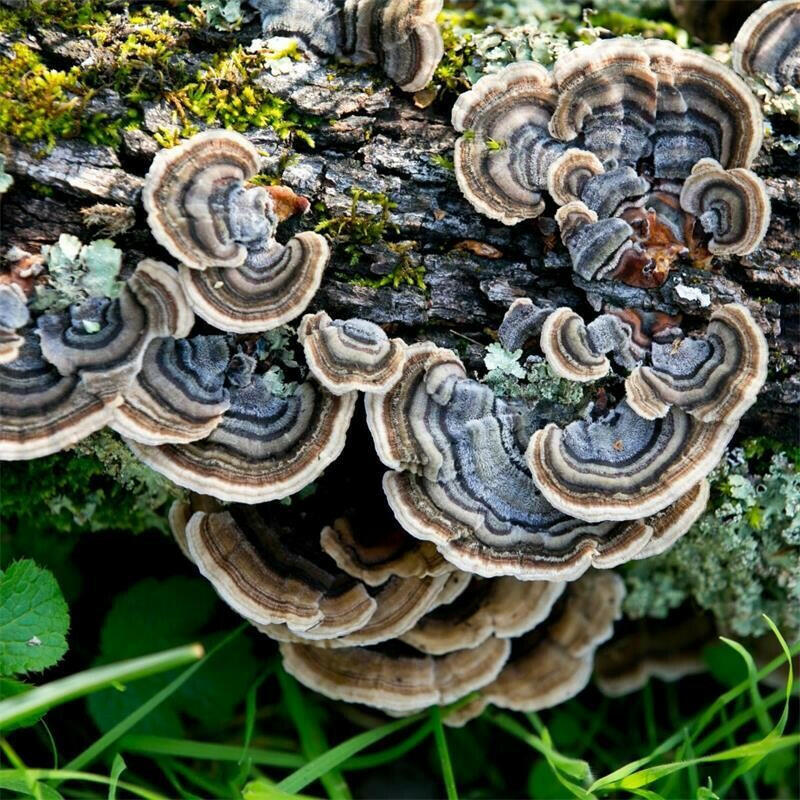 Lion's Mane Mushroom Growing Kit Also Available: Turkey Tail Mushrooms (Trametes versicolor)