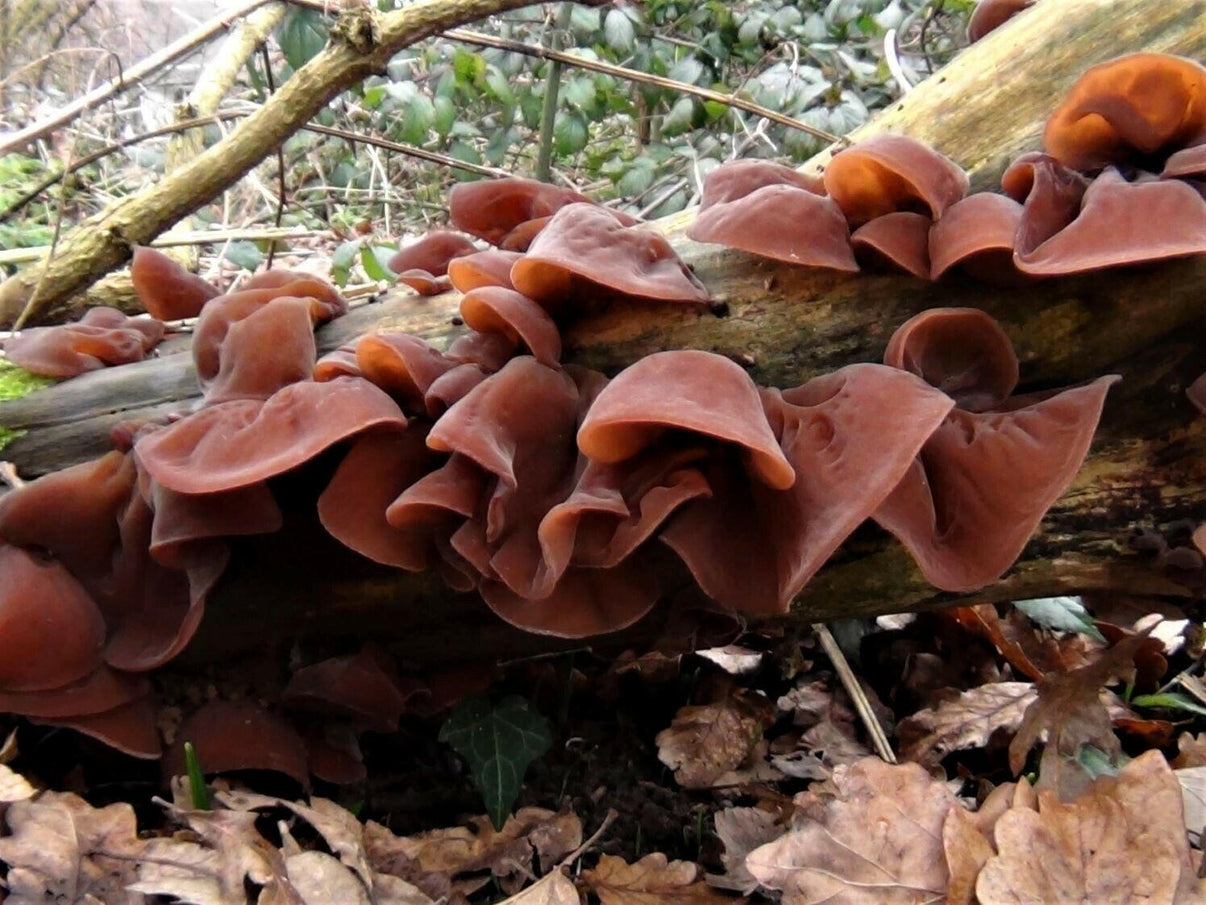 Snow Fungus Mushroom Growing Kit Also Available: Wood Ear (Auricularia auricula-judae)