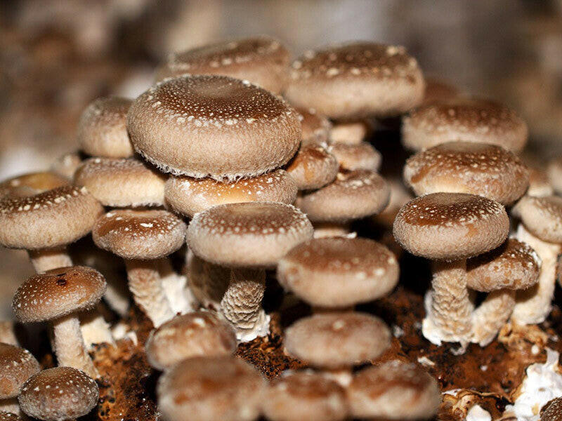 Blue Oyster Mushroom Growing Kit Also Available: Shiitake Mushrooms (Lentinula edodes)