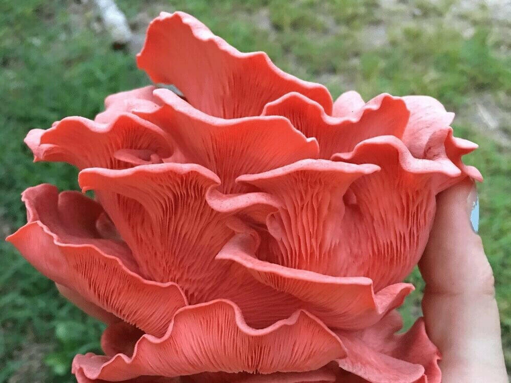 Snow Fungus Mushroom Growing Kit Also Available: Pink Oyster Mushrooms (Pleurotus djamor)