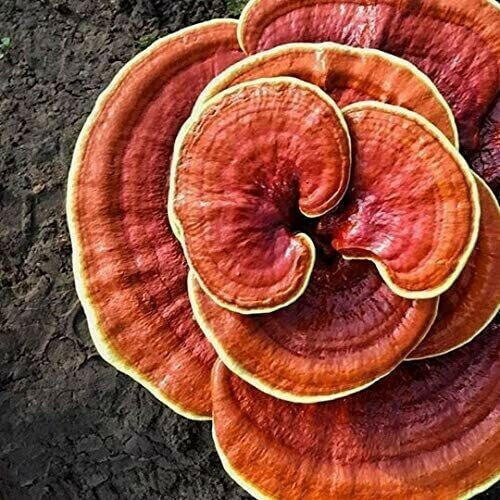 Snow Fungus Mushroom Growing Kit Also Available: Red Reishi Mushrooms (Ganoderma lucidum)