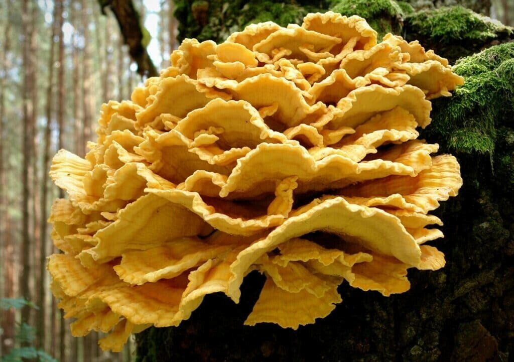 Turkey Tail Mushroom Growing Kit Also Available: Chicken of the Woods Mushrooms