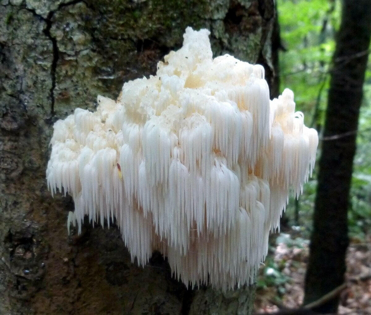 Turkey Tail Mushroom Growing Kit Also Available: Bear's Head  Mushrooms (Hericium americanum)