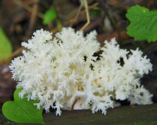 Lion's Mane Mushroom Growing Kit Also Available: Coral Tooth Mushrooms (Hericium americanum)