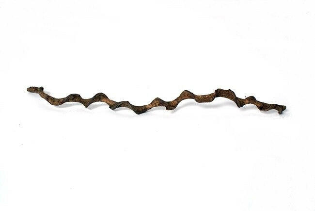 Laina Triangular Natural Spiral Twisted Liana | Stargazer Exotics