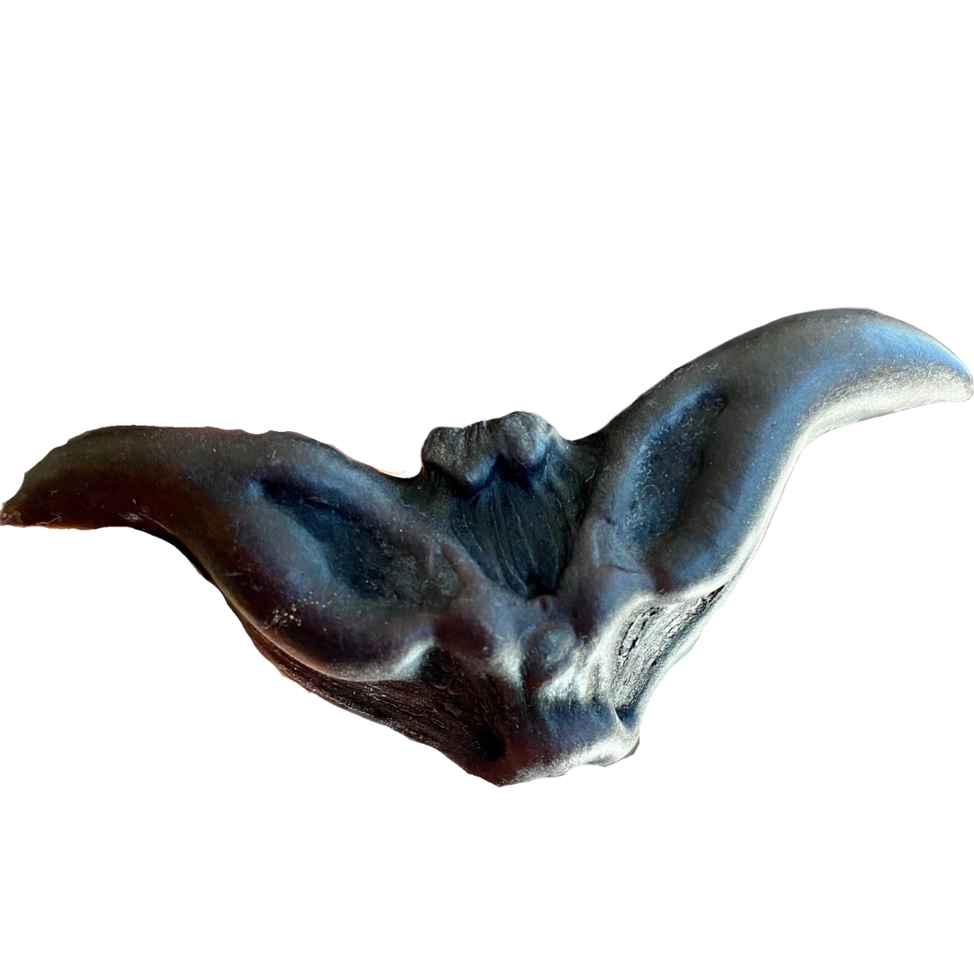 Bat Nut / Water Caltrop Pod Species Trapa bicornis  2-2.5" TWO HORN