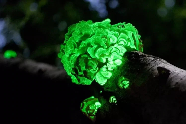 Lion's Mane Mushroom Growing Kit Also Available: Glow in the Dark Mushrooms (‎Panellus stipticus)