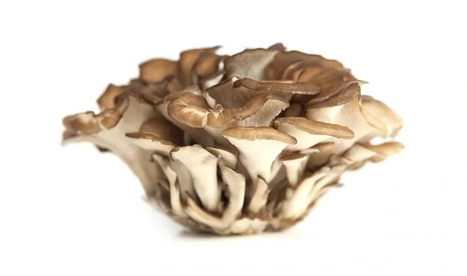 Blue Oyster Mushroom Growing Kit Also Available: Miatake Mushrooms (Grifola frondosa)