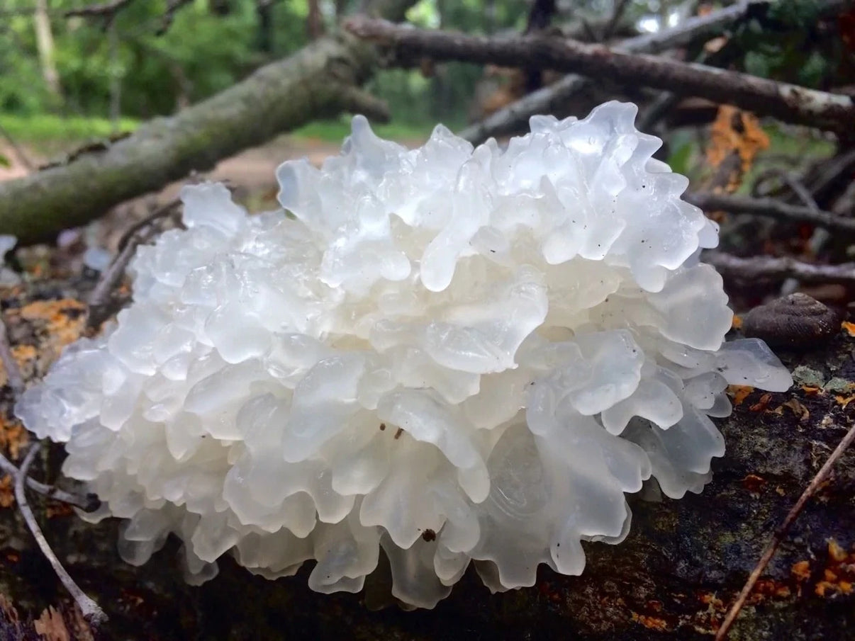 Pearl Oyster Mushroom Growing Kit Also Available: Snow Fungus Mushrooms (Tremella fuciformis)