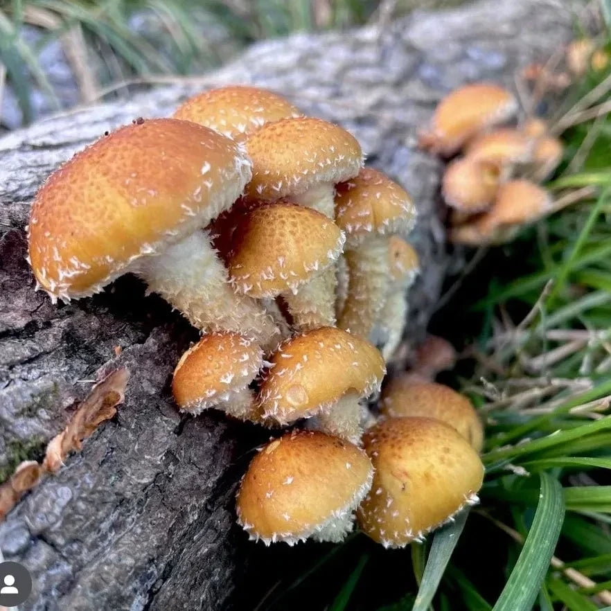 Lion's Mane Mushroom Growing Kit Also Available: Chestnut Mushrooms (Pholiota aurivella)