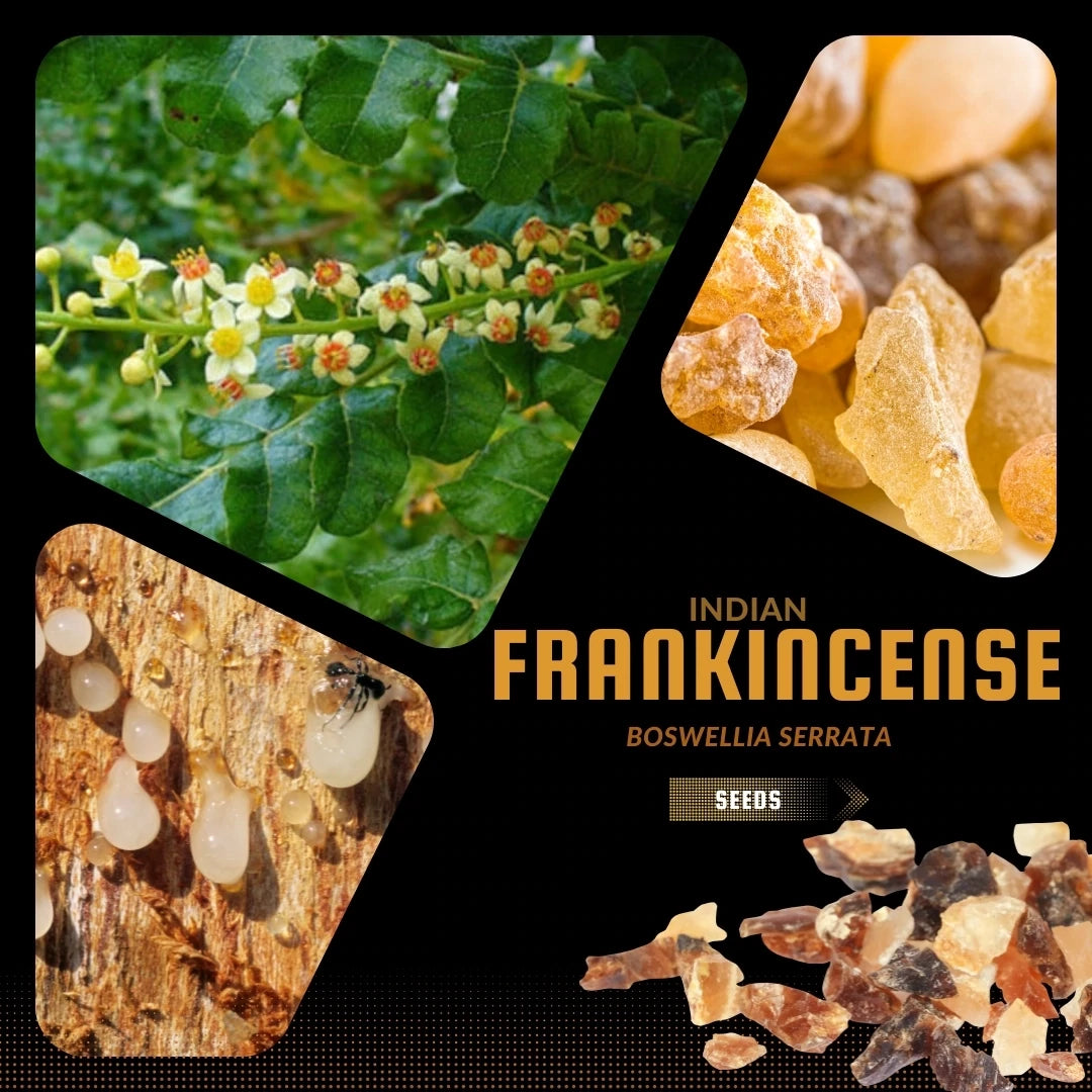 Indian Frankincense Tree - Boswellia serrata | Rare Plant Seeds ...
