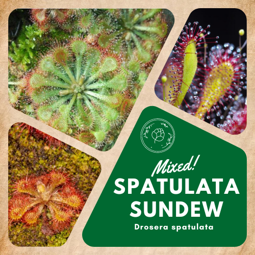 Spatulata Sundew Mix - Drosera spatulata 'Mixed' | Rare Plant Seeds ...