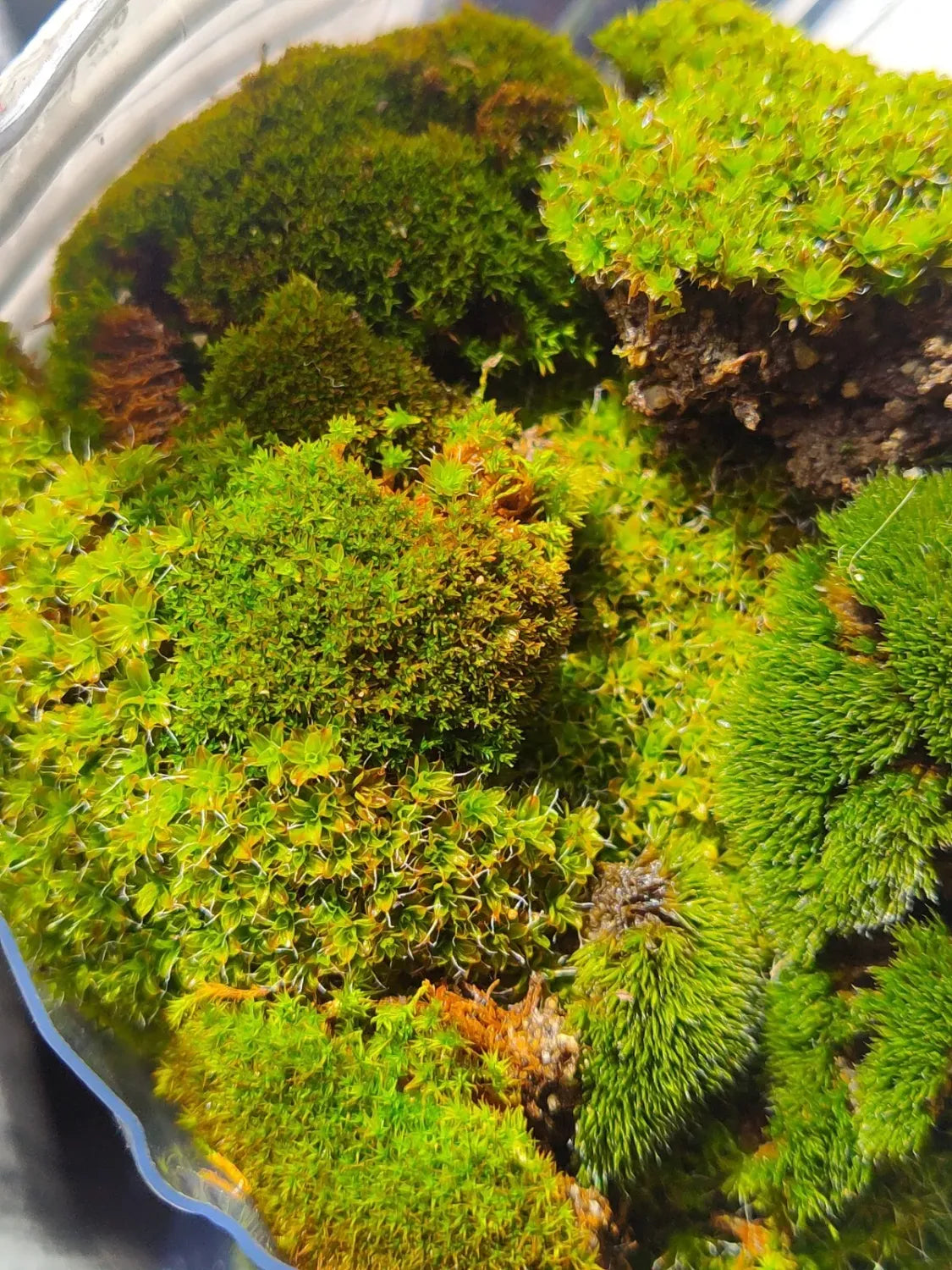 Premium Live Mixed Mosses | Stargazer Exotics