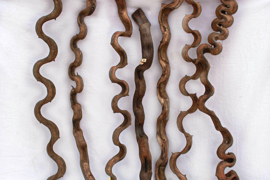 Lima Root ( Wacky Wood) | reptile and terrarium supplies