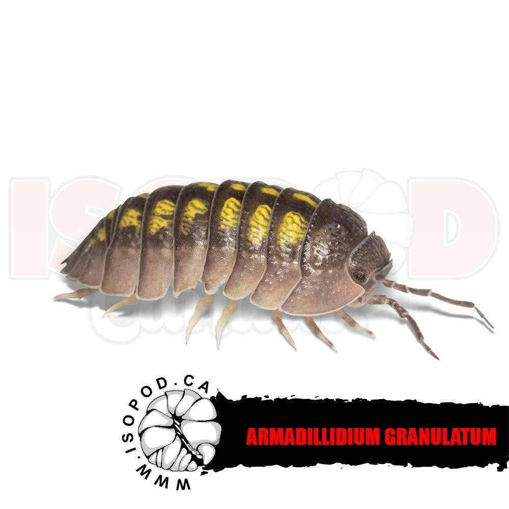 Yellow Spanish Isopods For Sale in Canada (Armadillidium granulatum ...